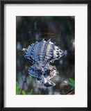 Alligator in Shallow Water