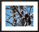 Bald Eagle Preserve  Chilkat  Alaska  USA