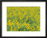 Field of Sunflowers  Fayette County  Kentucky  USA