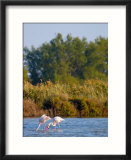 Greater Flamingos in Marsh  Camargue  France