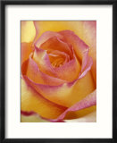 Close-up of Yellow and Orange Rose