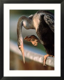Anhinga Scratching  Everglades National Park  Florida  USA