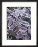 Leaves Encased in Ice