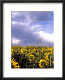 Sunflowers  Colorado  USA