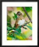 Lincoln's Sparrow  Melospiza lincolnii