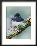 Dark-eyed Junco