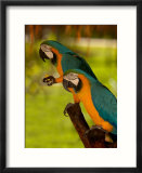 Two Blue and Gold Macaws