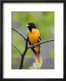 Male Baltimore Oriole