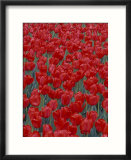 Bed of Red Tulips  Cincinatti  Ohio  USA