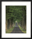 Tree-Lined Road  Louisville  Kentucky  USA