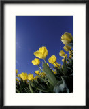 Tulips  Cincinatti  Ohio  USA
