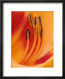Hybrid Daylily