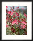 Snow on the Mountain Flower  Florida  USA