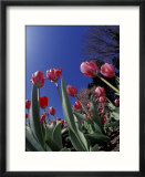 Tulips  Cincinatti  Ohio  USA