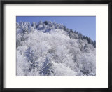 Snow Covered Trees on Mountain Top  Great Smoky Mountains National Park  Tennessee  USA