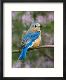 Female Eastern Bluebird