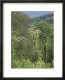 Early Spring Foliage  Great Smoky Mountains National Park  Tennessee  USA