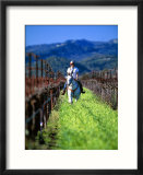 Equestrian Riding in a Vineyard  Napa Valley Wine Country  California  USA