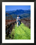 Equestrian Riding in a Vineyard  Napa Valley Wine Country  California  USA