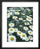 Field of Yellow and White Daisies
