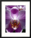 Wild Orchids in Mountain Pine Ridge Rainforest  Cayo District  Belize