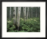Cow Parsnip in Aspen Grove  White River National Forest  Colorado  USA