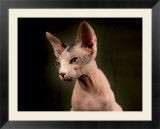 Young Hairless Sphinx Cat