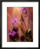 Purple Balloon Flowers