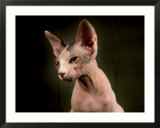 Young Hairless Sphinx Cat