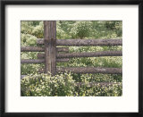 Wild Chamomile Around Log Fence  Colorado  USA