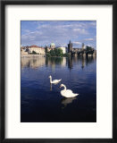 Swans  River Vltava  Prague  Czech Republic