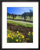 Flowers in a Vineyard at the Sausal Winery  Sonoma County  California  USA