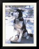 Husky Dog Sitting on Kennel