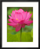 Perry's Water Garden  Lotus Blossom  Franklin  North Carolina  USA
