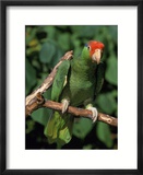 Green Cheeked Amazon  Amazona Viridigenalis