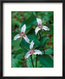 Painted Trillium  Waterville Valley  White Mountain National Forest  New Hampshire  USA