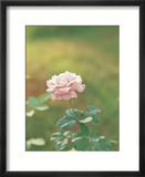 A Single Delicate Pink Rose Blossom