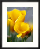 Poppies  Antelope Valley  California  USA