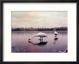 Swans on a Frozen Pond  January 2001