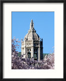 Cherry blooms at the University of Washington  Seattle