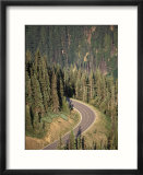 View of Road near Hurricane Ridge  Olympic Peninsula  Washington  USA