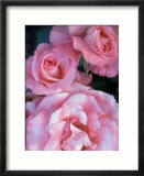 Pink Rose Trio at Bellevue Botanical Garden  Washington  USA