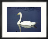 Swan