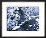 Fresh Snow on Denny Creek  Seattle  Washington  USA