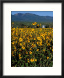 Field of Common Sunflowers  Abajo Mountains  Monticello  Utah  USA