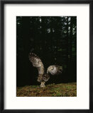Swooping for a Snack  a Northern Spotted Owl (Strix Occidentalis) Seizes a Mouse