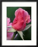Red Rose Bud  Bellevue Botanical Garden  Washington  USA