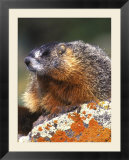 Yellow-bellied Marmot  Yellowstone National Park  Wyoming  USA