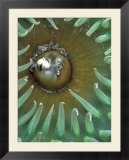 Green Sea Anemone  Second Beach  Olympic National Park  Washington  USA