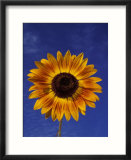 Sunflower and Blue Sky  Sammamish  Washington  USA
